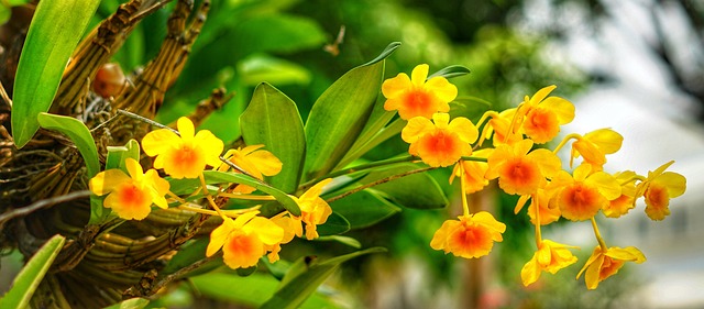 Free Orchid Miniature photo and picture