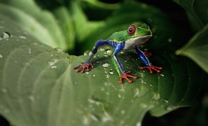 Frog Frogs Toad Free Photo On Pixabay Frog Frogs Toad Free Photo On Pixabay