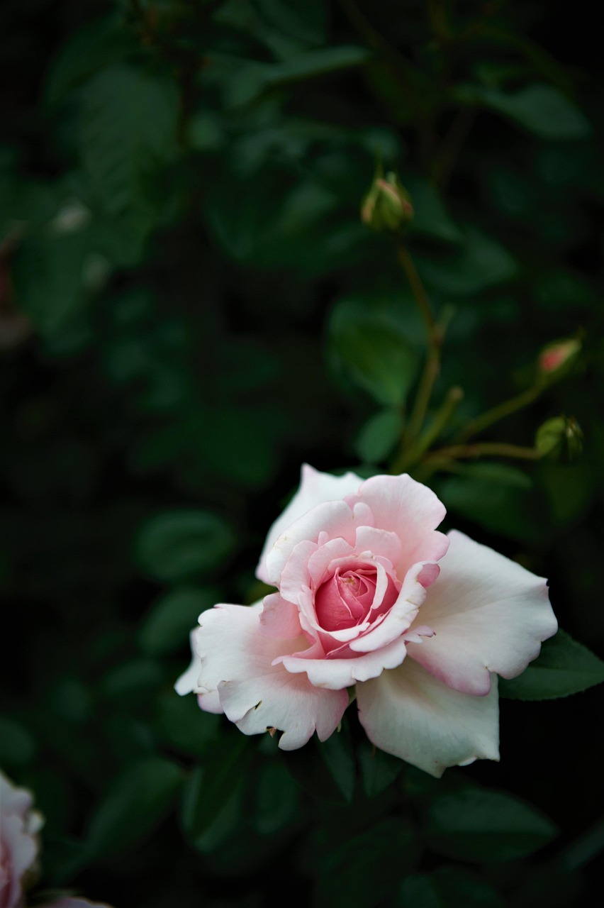 Rose Flower Their Status Free photo on Pixabay Pixabay
