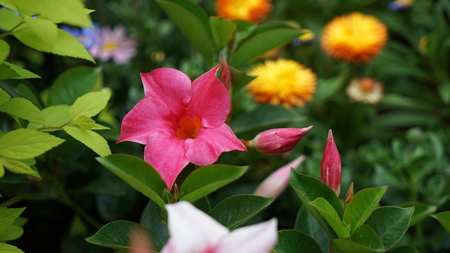 Free Spring Flowers Vine photo and picture