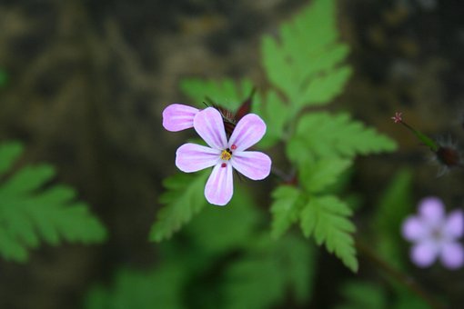 Hage, Blomst Bakgrunn, Vakre Blomster