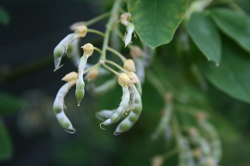 Hage, Blomst, Våren