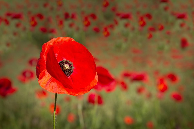 Mohnblumen, Pflanzen, Natur, Draußen