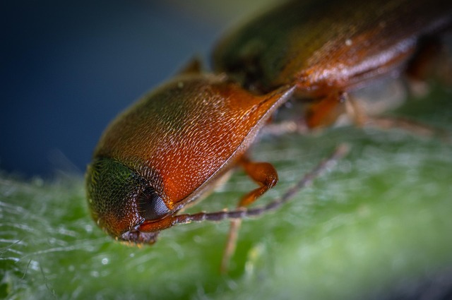 Free Macro Insect photo and picture