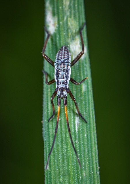 Macro Insect Ê Blade Of - Free photo on Pixabay - Pixabay