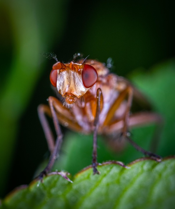 Macro Fly Insect Macro Insect - Free photo on Pixabay