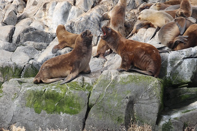 Free Sea Lion Sea Lions photo and picture