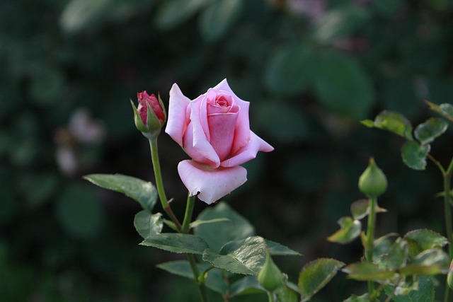 Free Rose Rose Flower photo and picture
