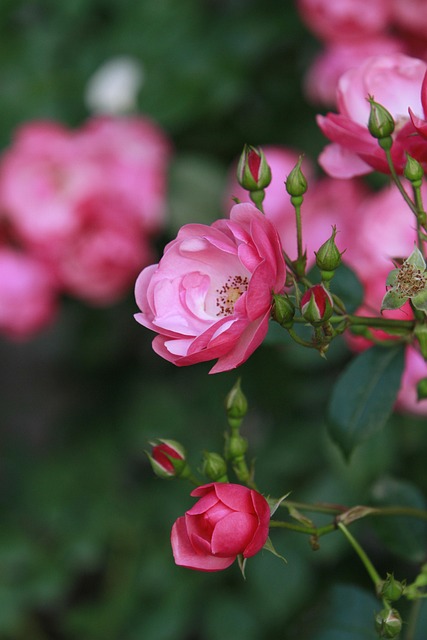 Free Rose Nature photo and picture