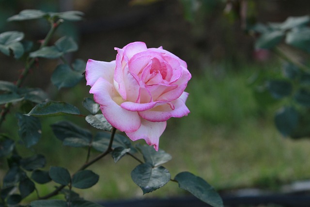 Free Rose Flower Wallpaper photo and picture