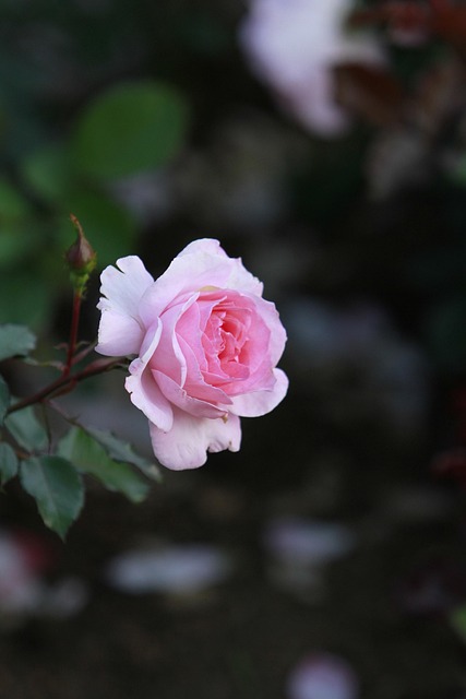Free Rose Rose Flower photo and picture