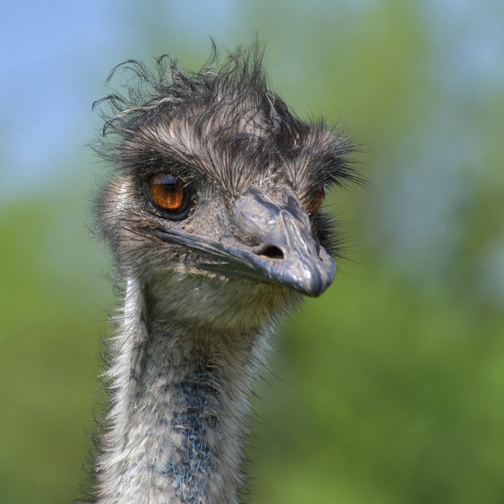 Emu Australia Uccello Ritratto Foto Gratis Su Pixabay