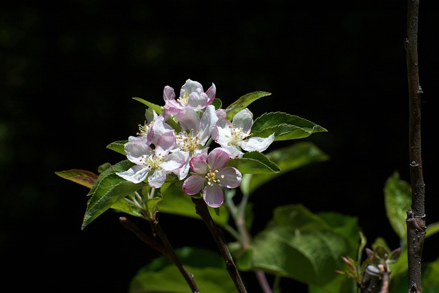 Free Nature Bloom photo and picture