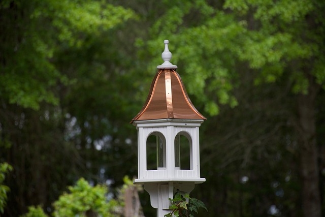 Free Bird Feeder photo and picture