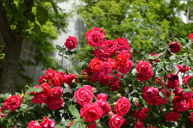 Free Rose Flower Background photo and picture