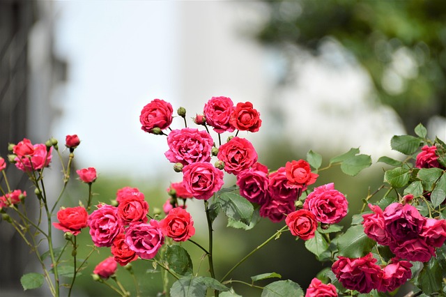 Free Rose Rose Flower photo and picture