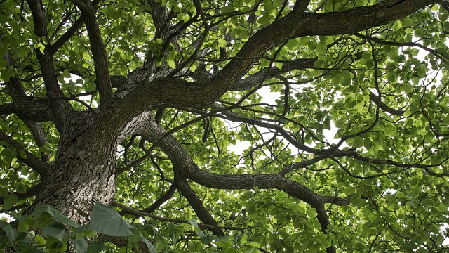 Catalpa, Catalpa-Baum, Baum, Geäst