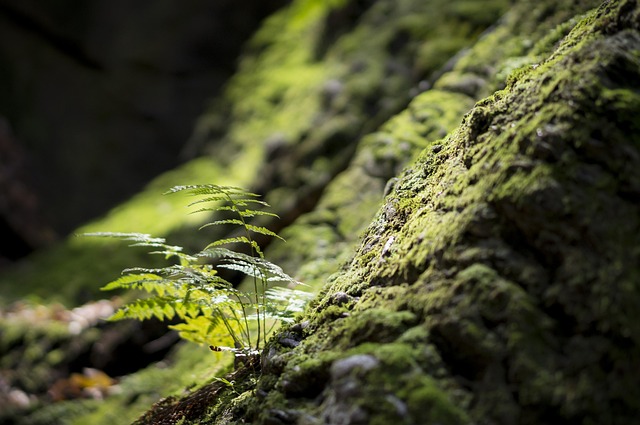 Farn, Moos, Wald, Felsen, Natur