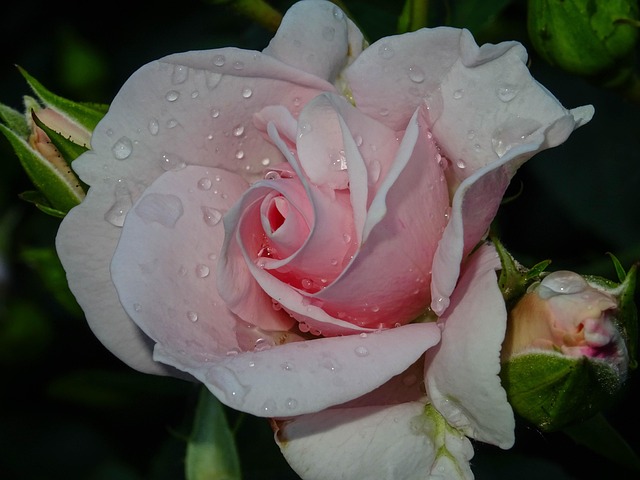 Rose, Lyserød, Dråber, Lidenskabelig