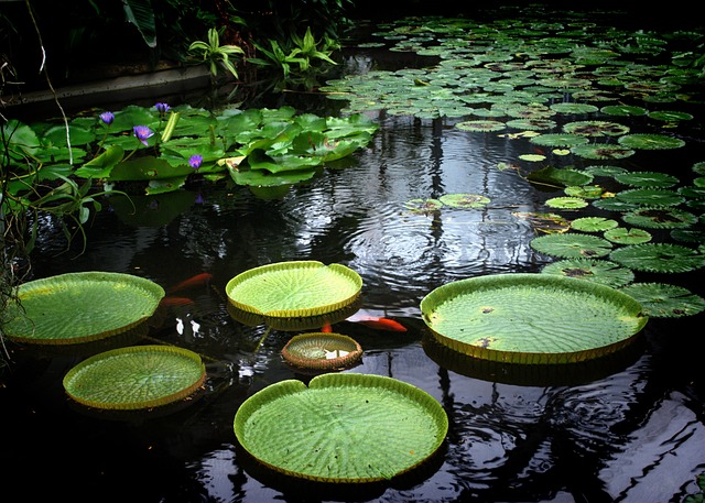 Free Waterlily Lake photo and picture