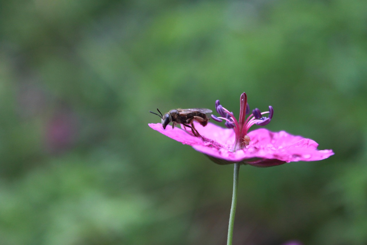 Flower Bee Nature Free photo on Pixabay Pixabay