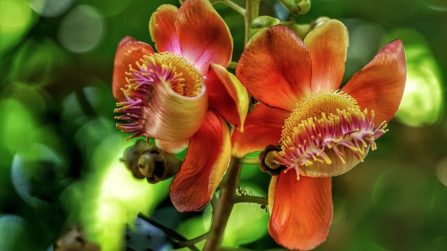 Free Cannon Ball Tree Flower photo and picture
