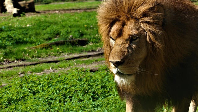 Free Lion Zoo photo and picture