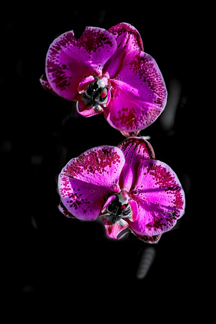 Free Spring Beautiful Flowers photo and picture