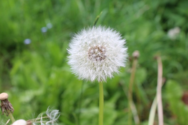 Bloem, Natuur, Bloesem, Tuin