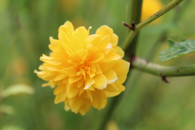 Bloem, Natuur, Bloesem, Tuin