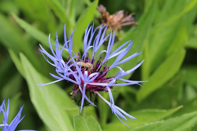 Bloem, Natuur, Bloem Behang