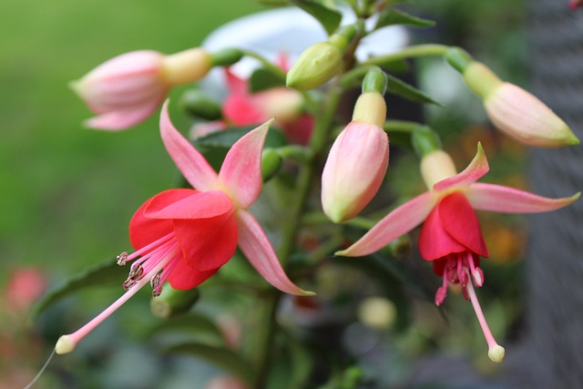Bloem, Natuur, Bloem Behang