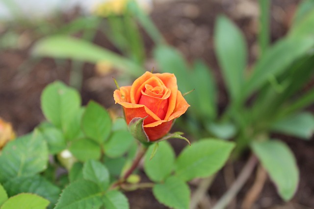 Bloem, Natuur, Bloesem, Tuin