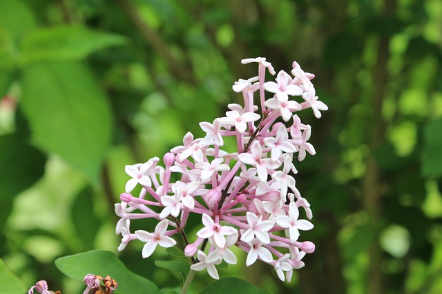 Bloem, Mooie Bloemen, Bloem Achtergrond