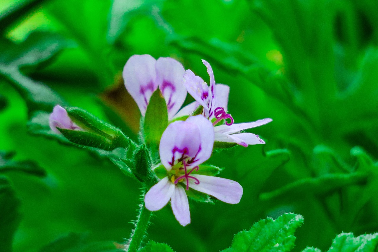 花 日竹クワイ 明るい - Pixabayの無料写真 - Pixabay