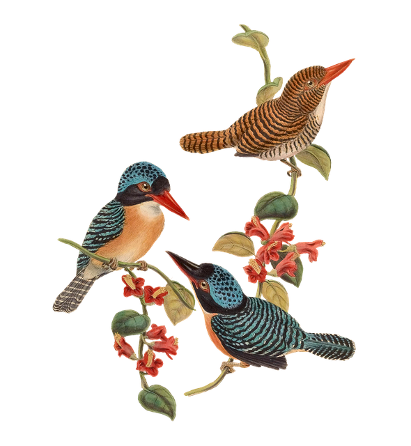 Vögel, Jahrgang, Sammelalbum, Kunst
