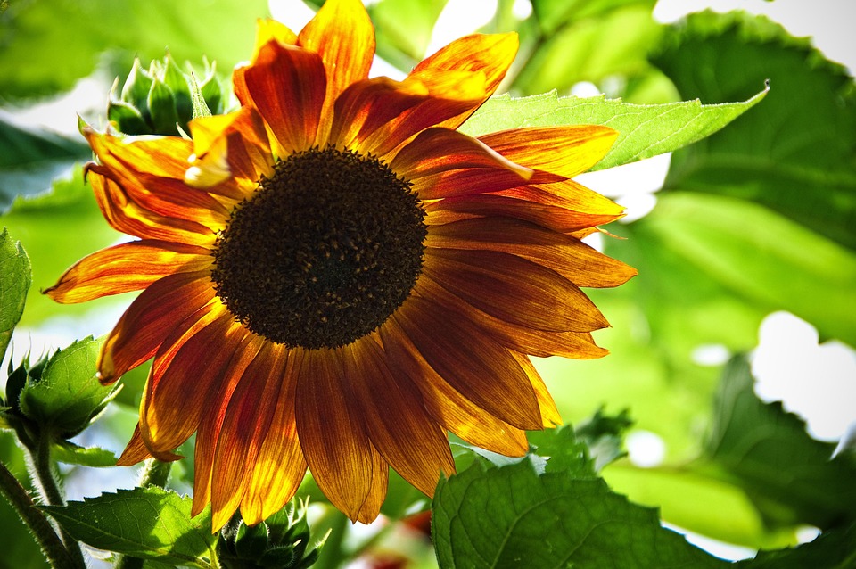 Sonnenblume Sommer Blume - Kostenloses Foto auf Pixabay