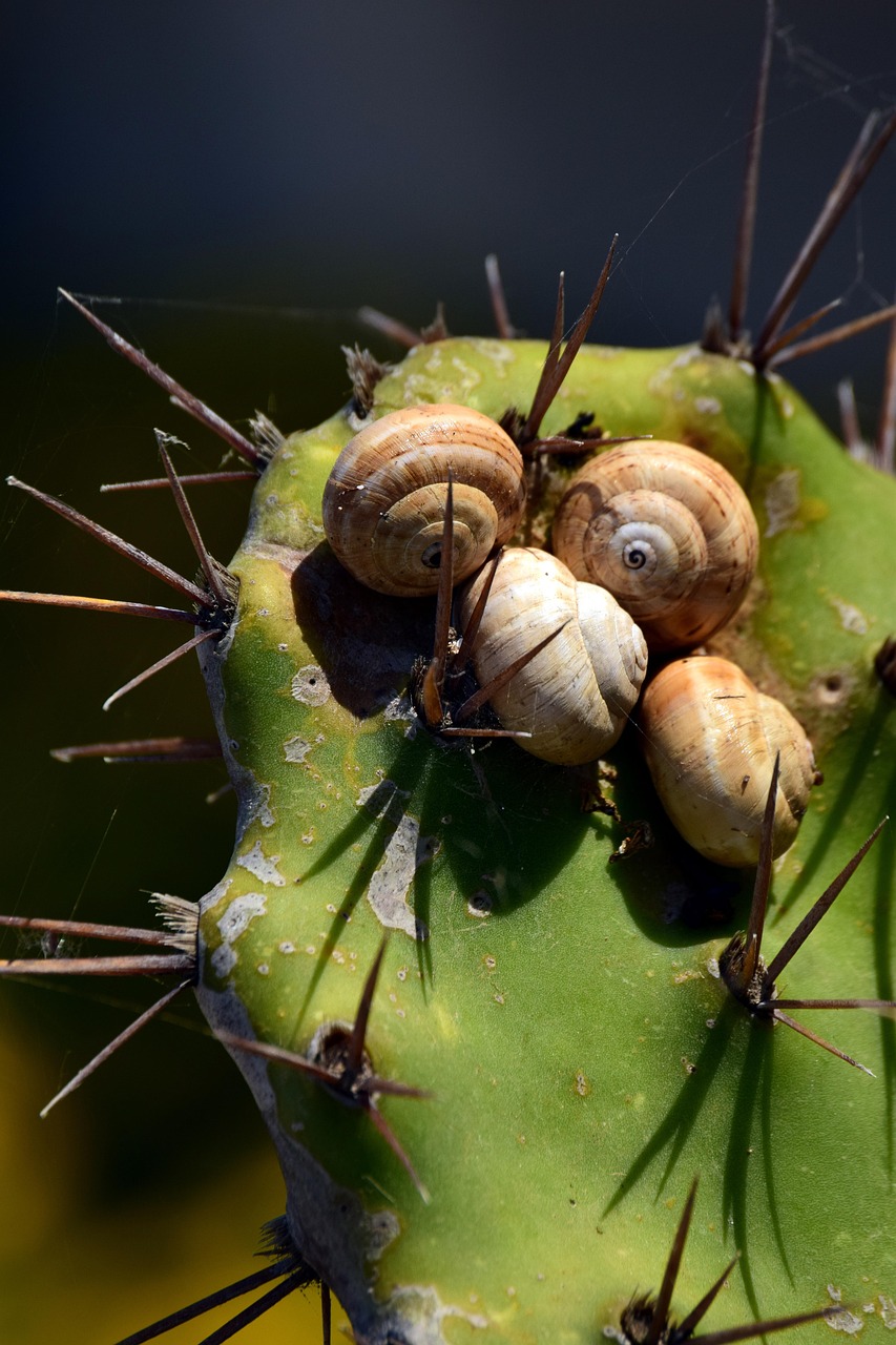 Cactus Green Snails Snail Free photo on Pixabay Pixabay