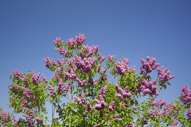 Free Lilac Purple photo and picture