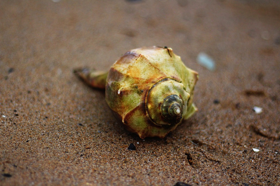 Conch Shell Sea - Free photo on Pixabay - Pixabay