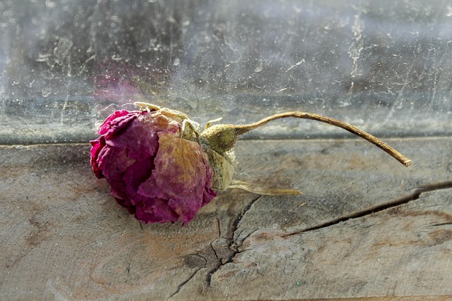 Free Rose Autumn photo and picture