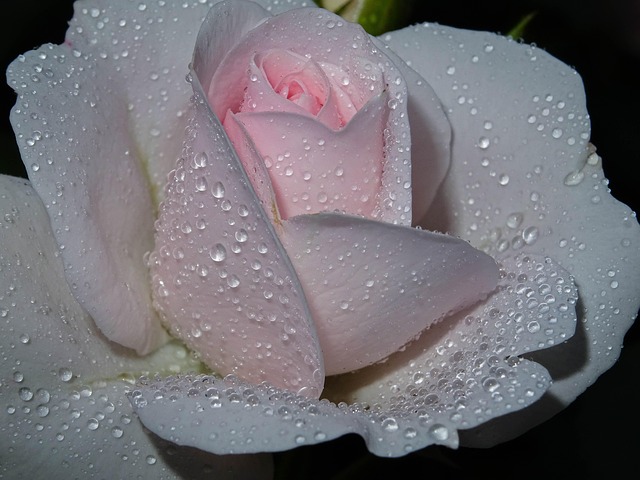 Rose, Lyserød, Dråber, Lidenskabelig