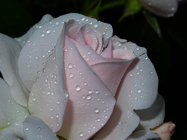 Rose, Lyserød, Dråber, Lidenskabelig