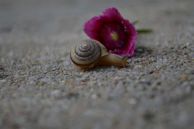 Escargot Rose Coquille - Photo gratuite sur Pixabay - Pixabay