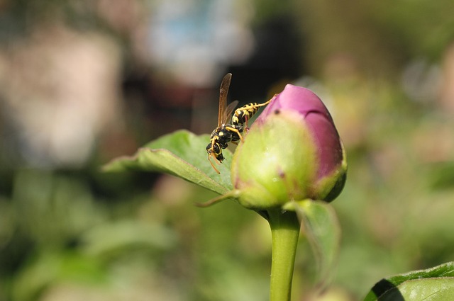 Free Flower Pitch photo and picture