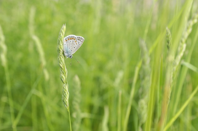 Free Butterfly 4K Wallpaper photo and picture