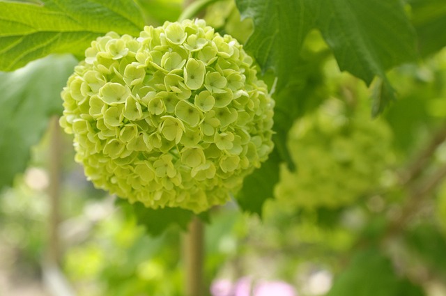 Free Flower Bunch photo and picture