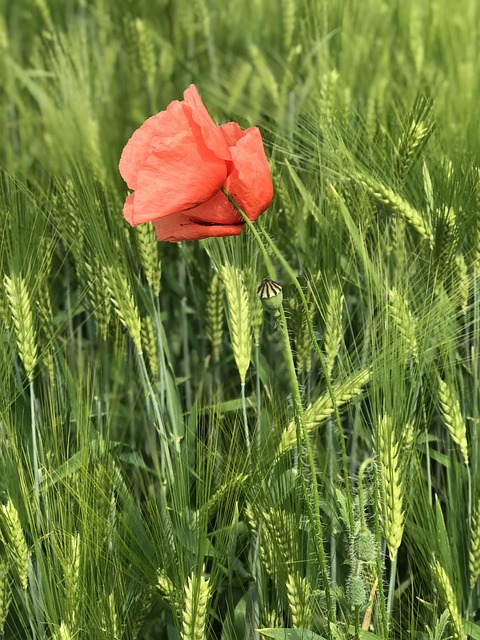 Free Poppy Wheat photo and picture