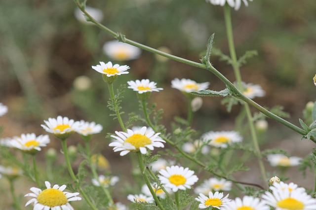 Free Daisy Flower photo and picture