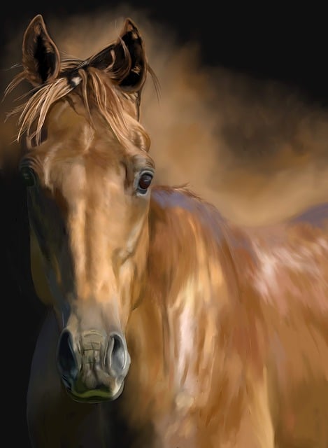 Free horse stallion animal illustration